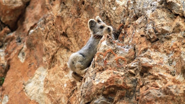 ili pika - binatang imut