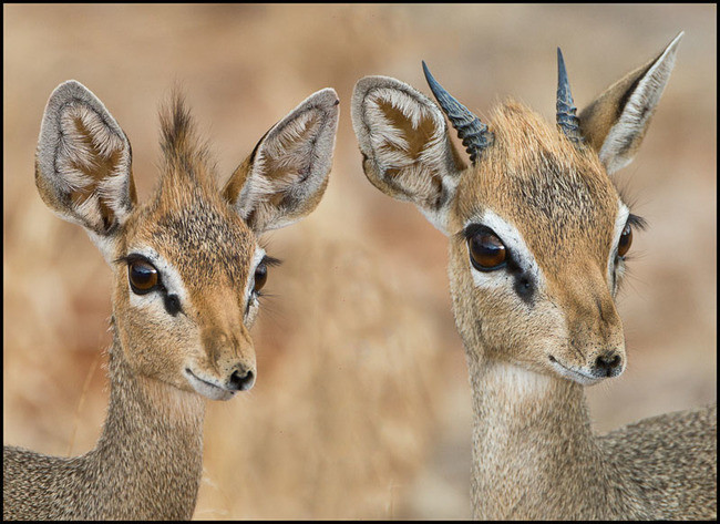 Dik-dik-binatang imut