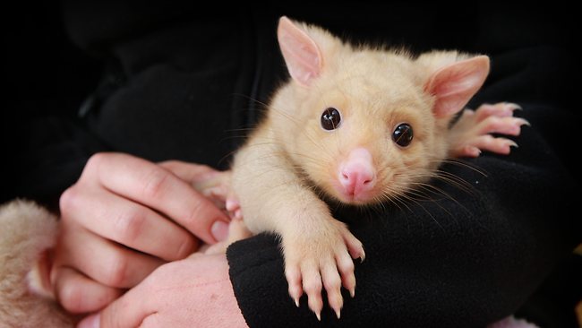 Golden Brushtail Possum-binatang imut