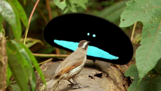 Burung Dewata-binatang imut