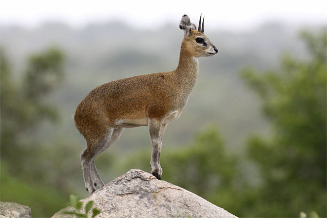 Klipspringer