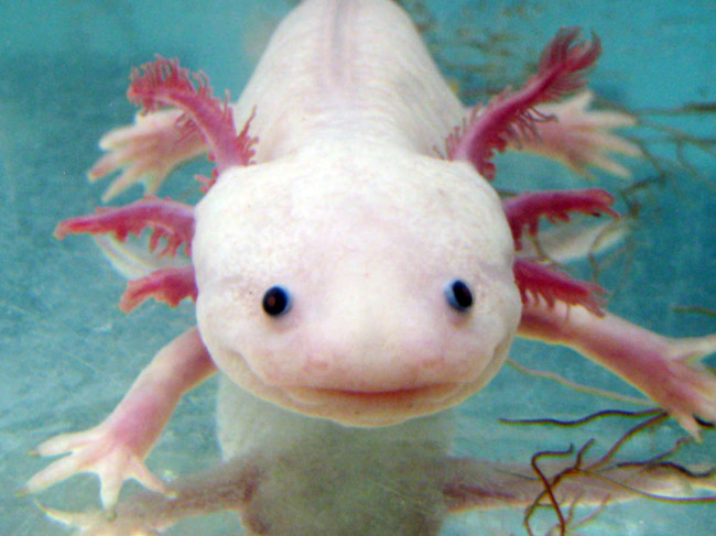 Axolotl-binatang imut