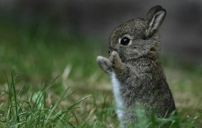 Pygmy-Rabbit-binatang imut