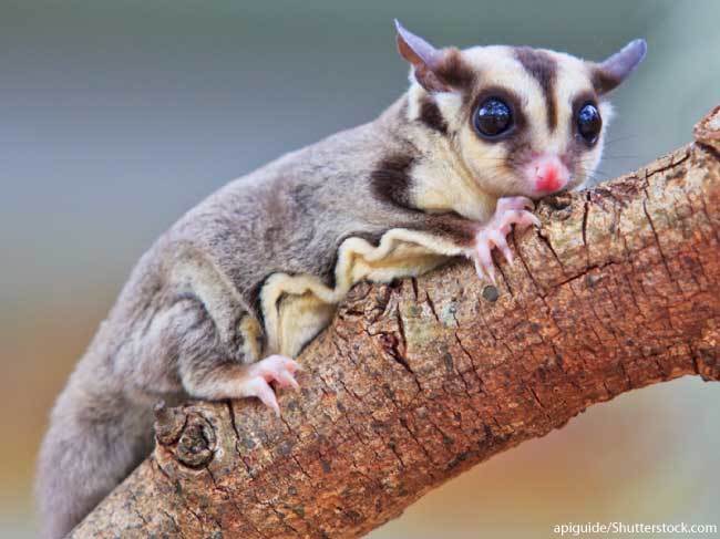 Sugar glider-binatang imut