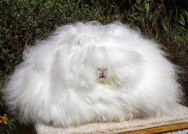Kelinci angora-binatang imut