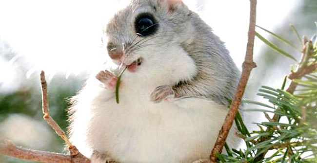 Eza Momonga-binatang imut