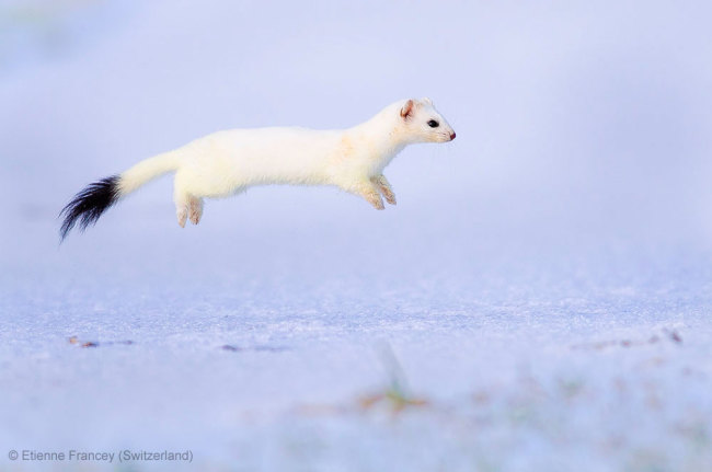 Stoat-binatang imut