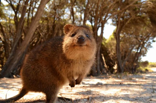Quokka-binatang imut