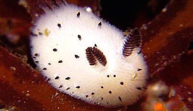 Kelinci laut-binatang imut