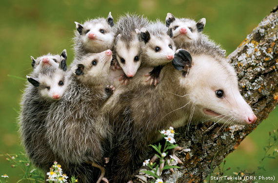 opossum-binatang imut