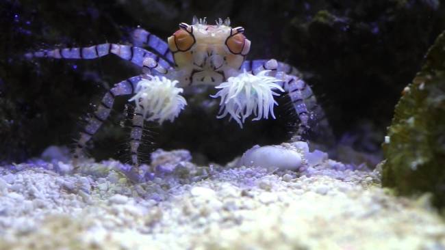 kepiting pom-pom-binatang imut