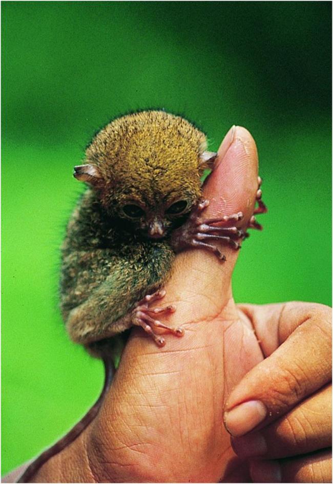 Tarsius-binatang imut