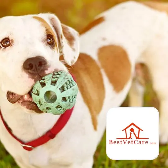 Best Vet Care
