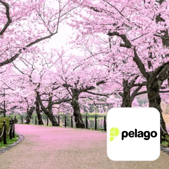 Pelago