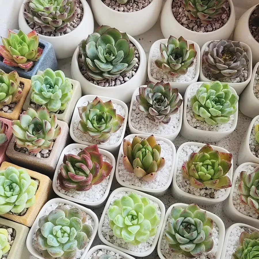 The Green Capsule hero banner