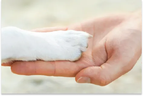 Petssionate hero banner