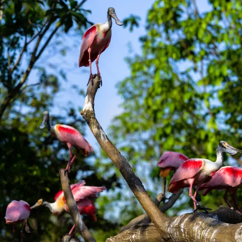 Bird Paradise