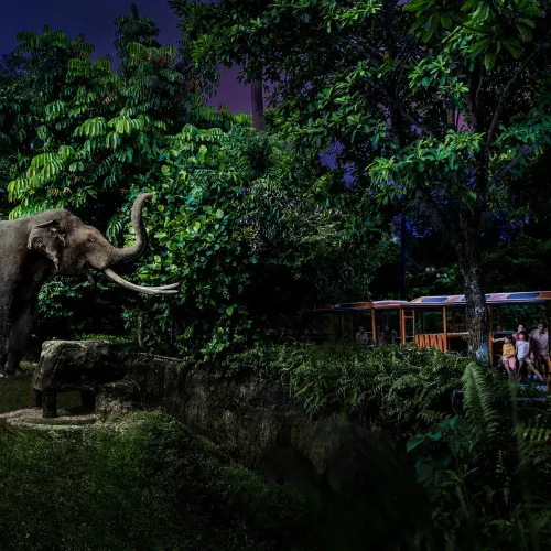 Night Safari