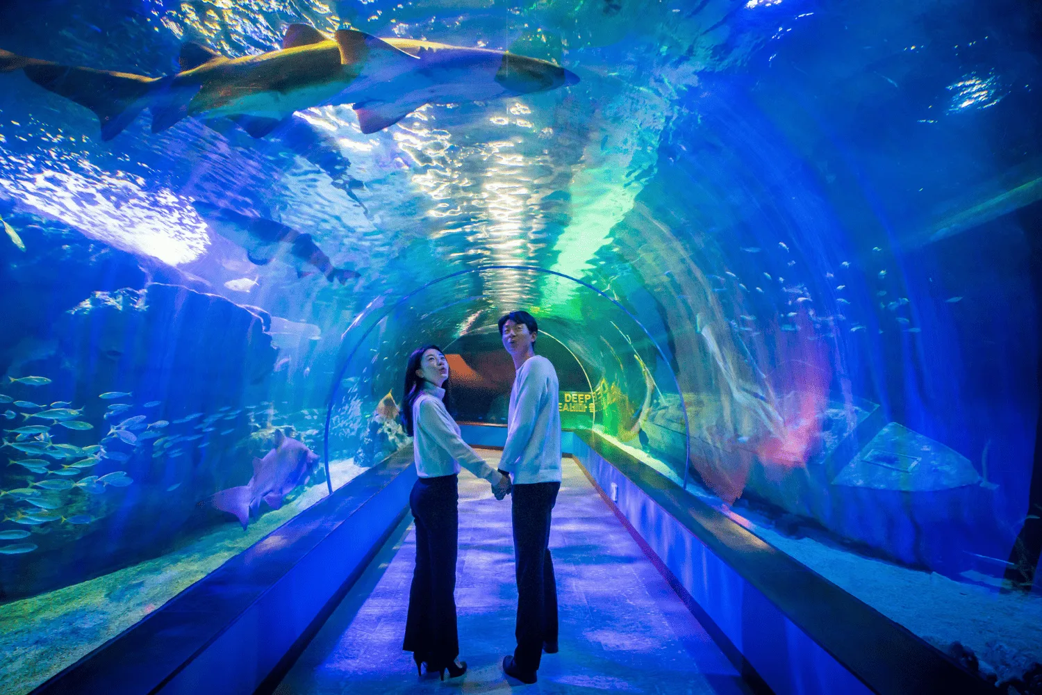 SEA LIFE Busan Aquarium hero banner
