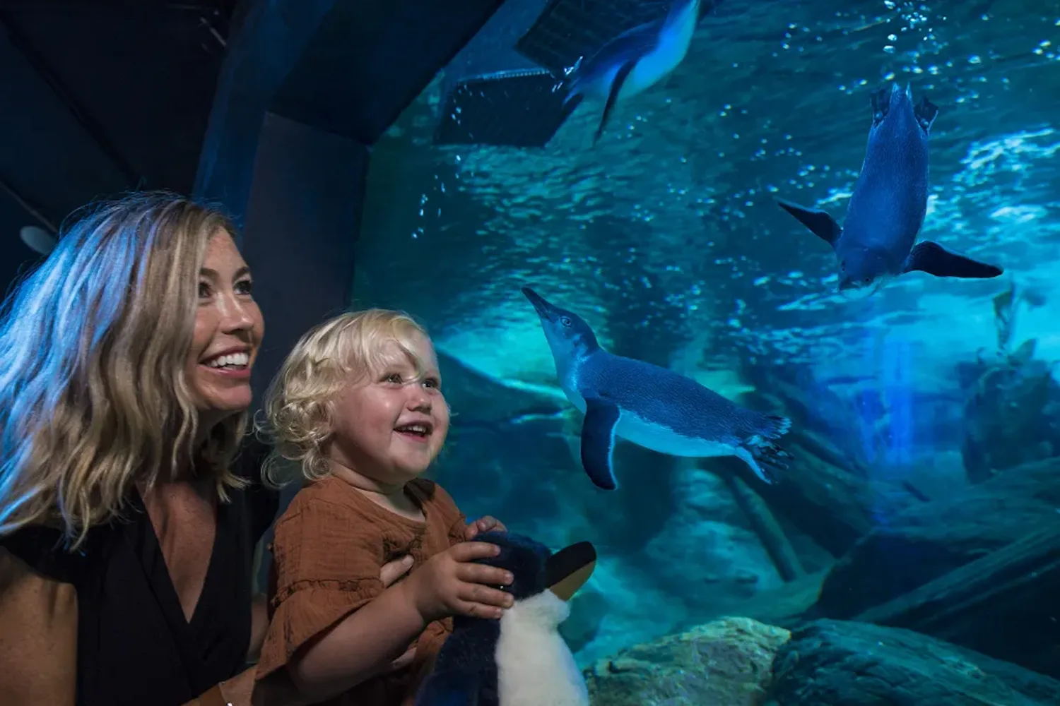 SEA LIFE Sunshine Coast Aquarium hero banner