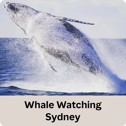 Whale Watching Sydney