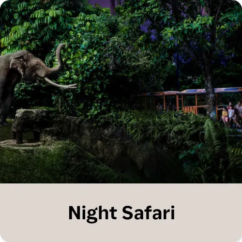 Night Safari