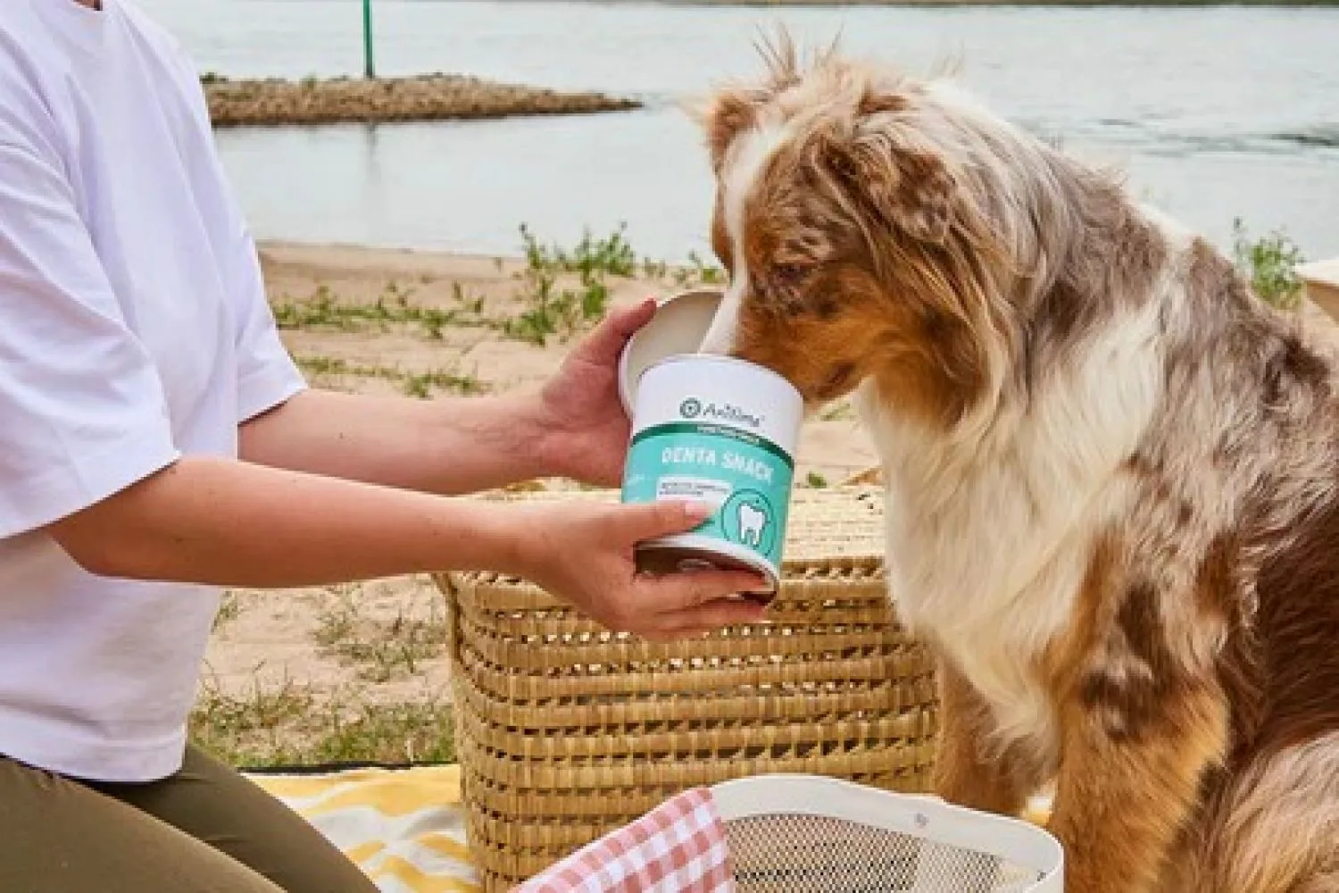 Aniforte hero banner