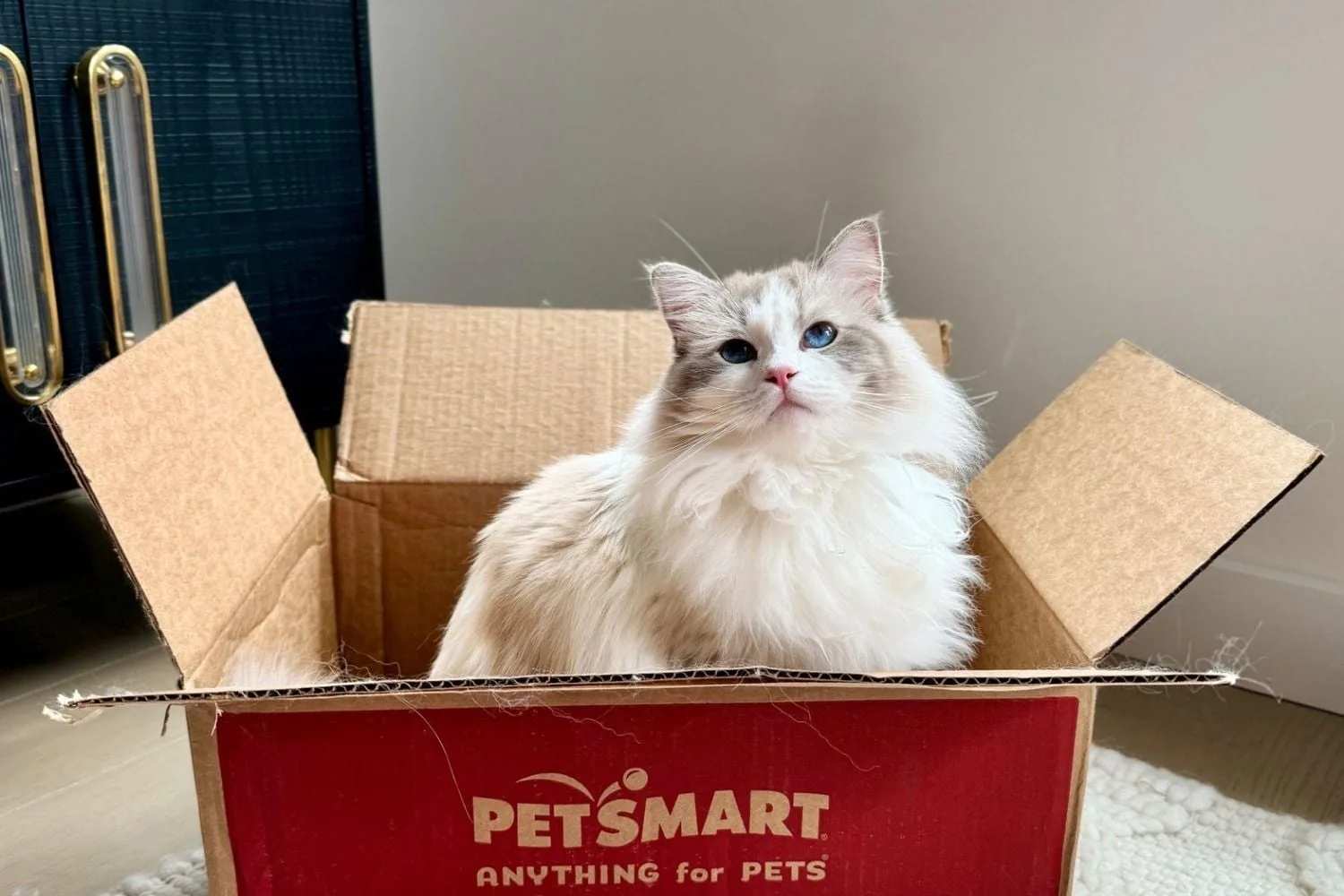 PetSmart hero banner