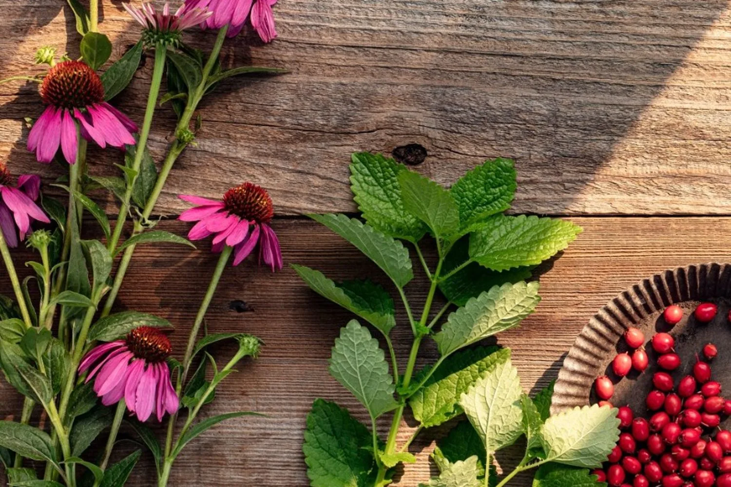 Traditional Medicinals hero banner
