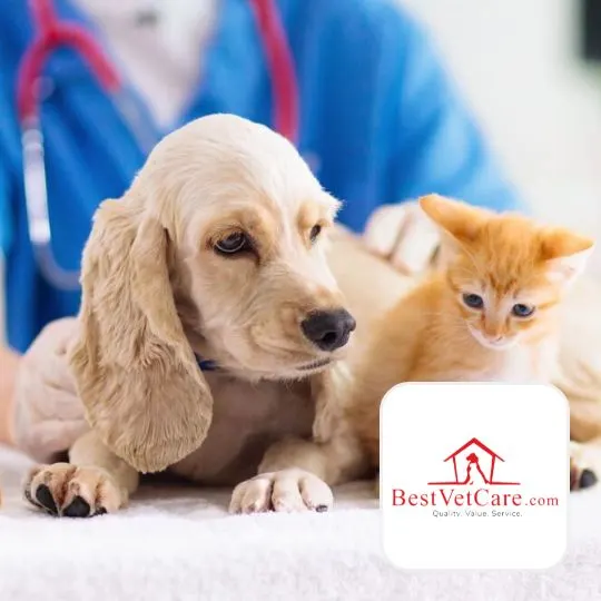 Best Vet Care