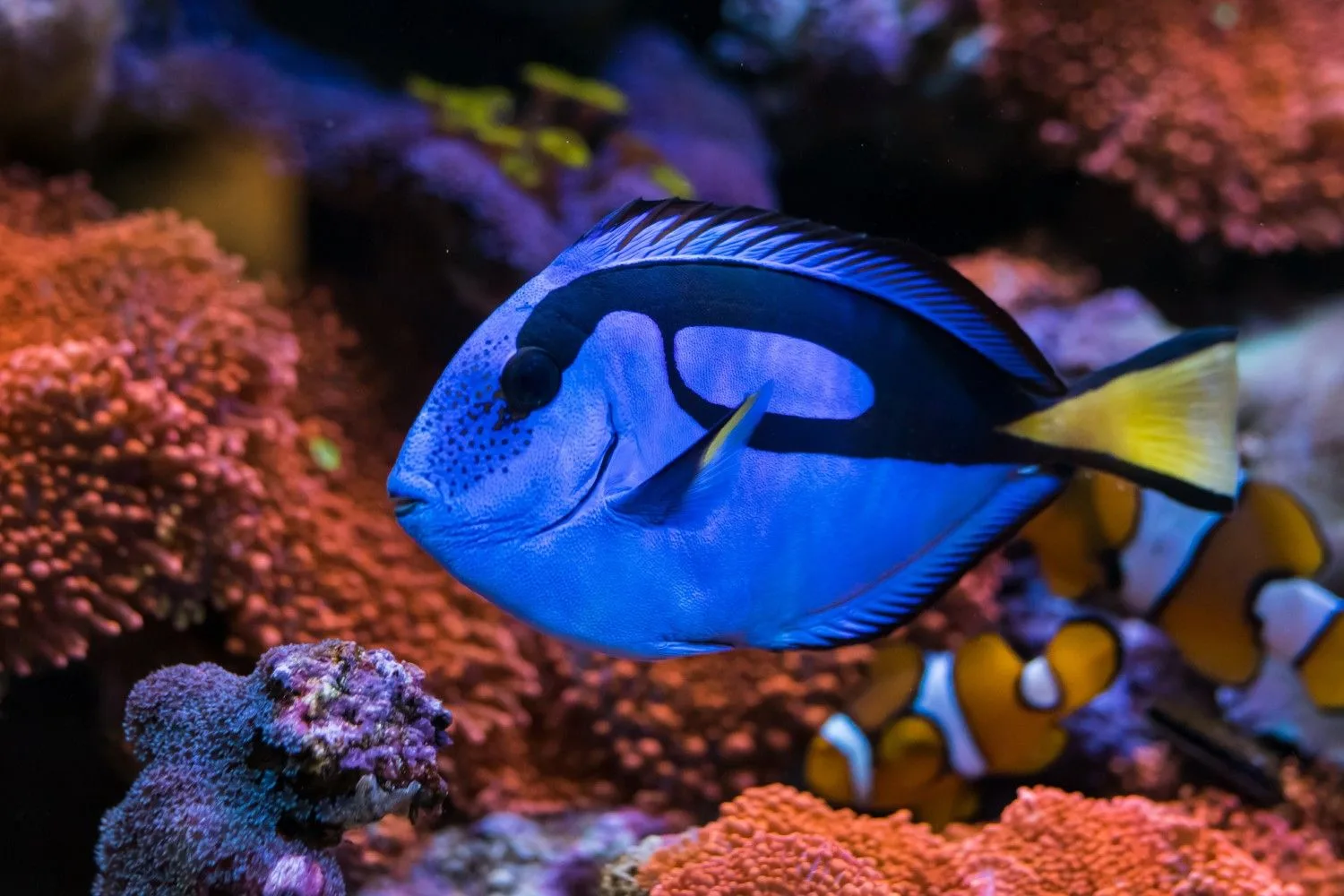 Saltwaterfish.com hero banner