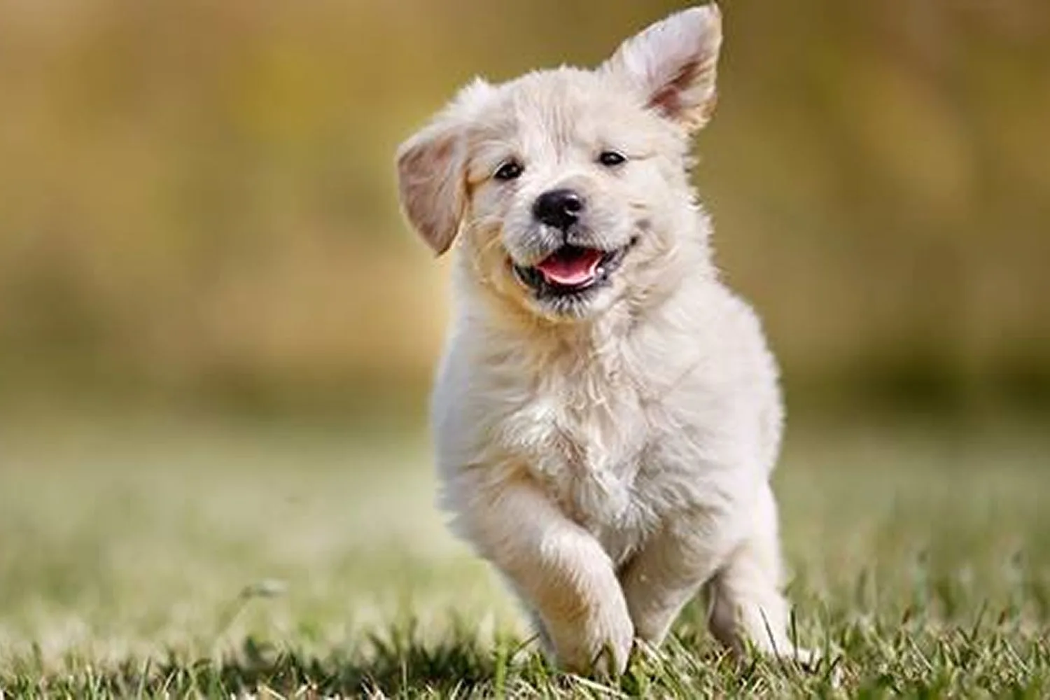 Pet Care Supplies hero banner