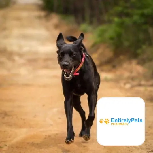 EntirelyPets Pharmacy