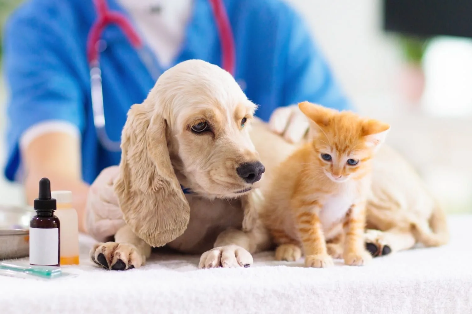 Best Vet Care hero banner