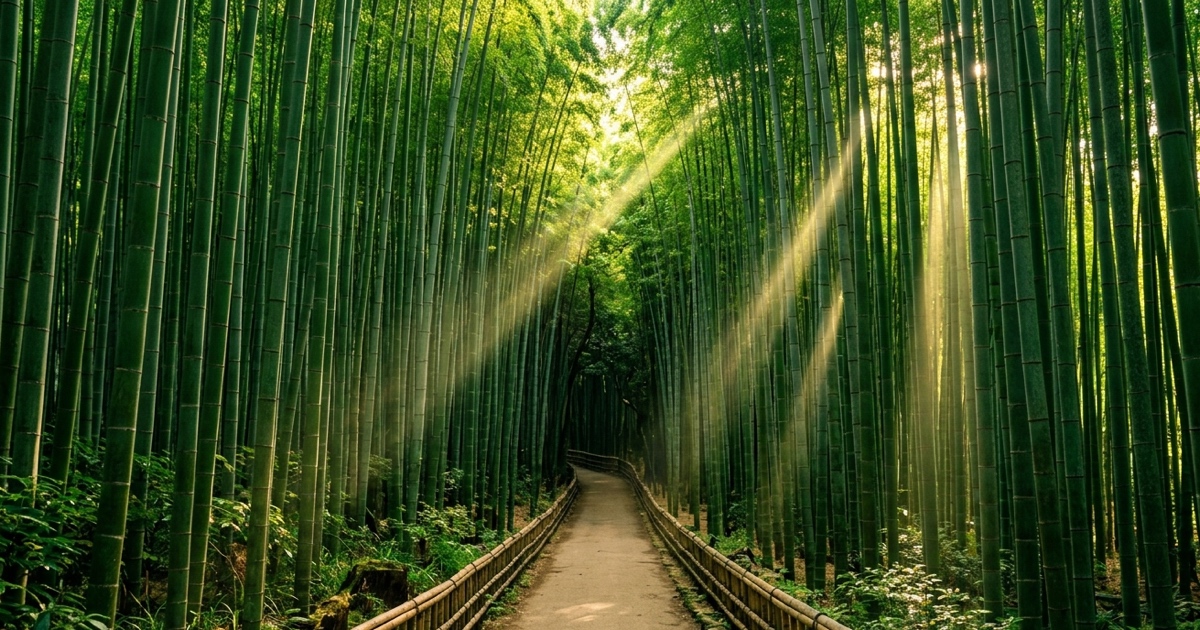 Arashiyama bamboo grove, Kyoto — a must-see on a 14-day Japan trip from the US