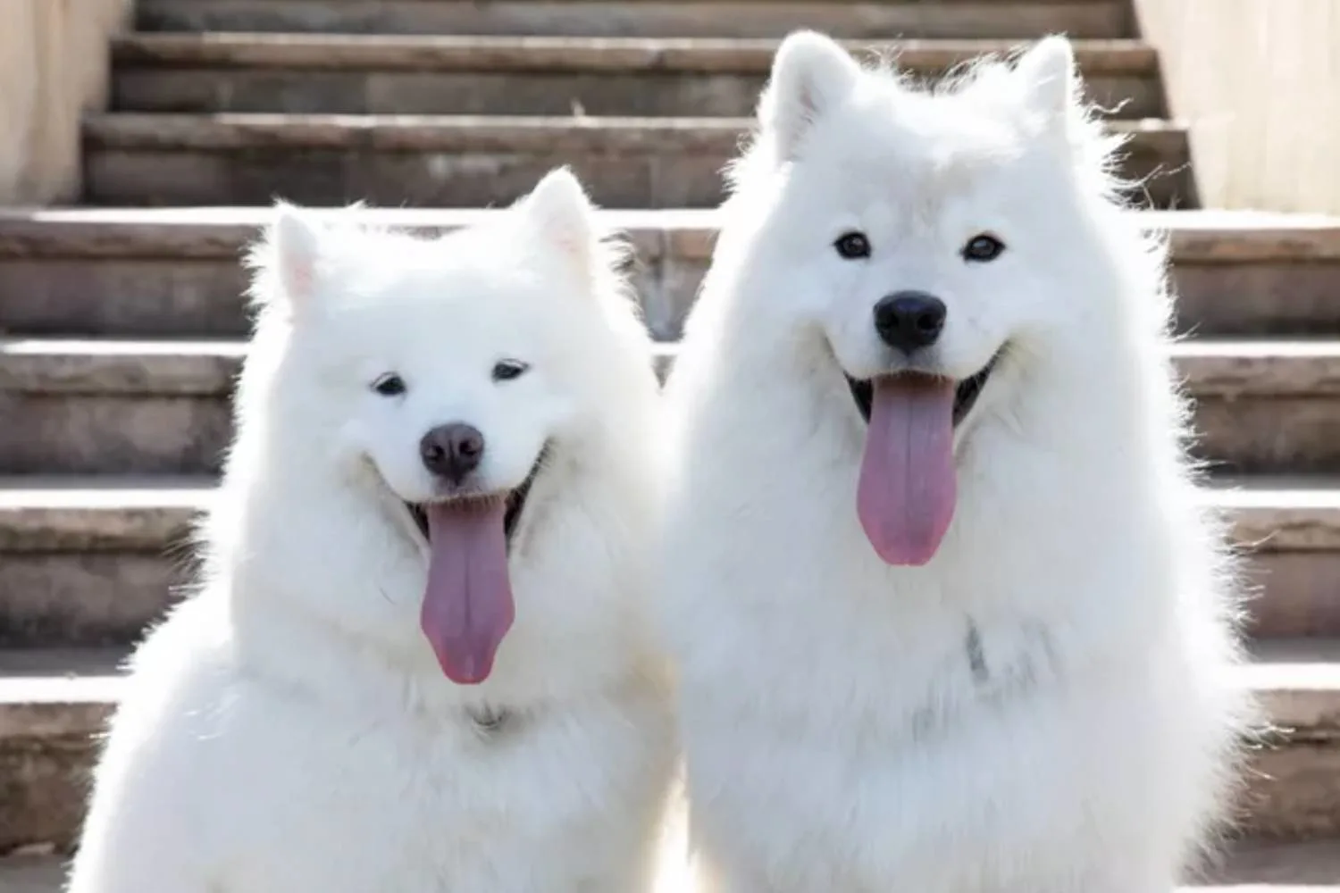 Healthy Active Pet