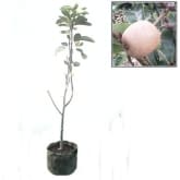 Bibitbuahonline BibitBuahOnline Pear Coklat