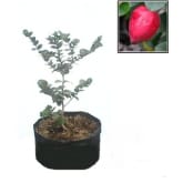 Bibitbuahonline BibitBuahOnline Natal Plum / Barito