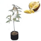 Bibitbuahonline BibitBuahOnline Durian Musangking A