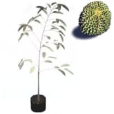 Bibitbuahonline BibitBuahOnline Durian Duri Hitam
