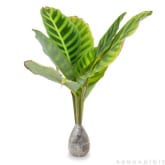 Kebunbibit Tanaman Hias Daun Calathea 1