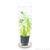 Kebunbibit Myriophyllum Aquaticum