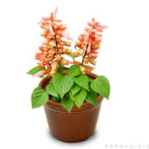 Kebunbibit Tanaman Hias Bunga Salvia Sunorange