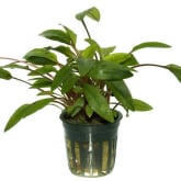 Kebunbibit Cryptocoryne Crispatula