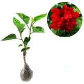 Kebun Bibit Tanaman Hias Bunga Hibicus Curly Red