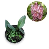 Kebunbibit Bulbophyllum Kubahense - 20cm
