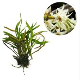 Kebunbibit Dendrobium Heterocarpum - 20cm