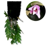 Kebunbibit Dendrobium sagitatum