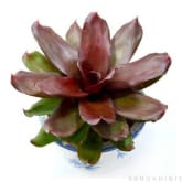 Kebunbibit Tanaman Hias Daun Bromelia Royal Cordovan